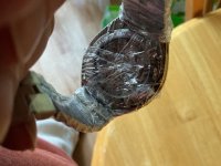 IMG_0123.jpeg