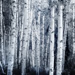 D00B25B2-C258-4E9D-A7EB-5406AF0531E4.jpeg