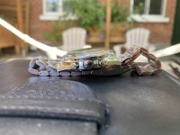 IMG_5171.jpeg IMG_5171.jpeg
