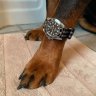 myredhound