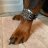 myredhound