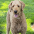 BernDog